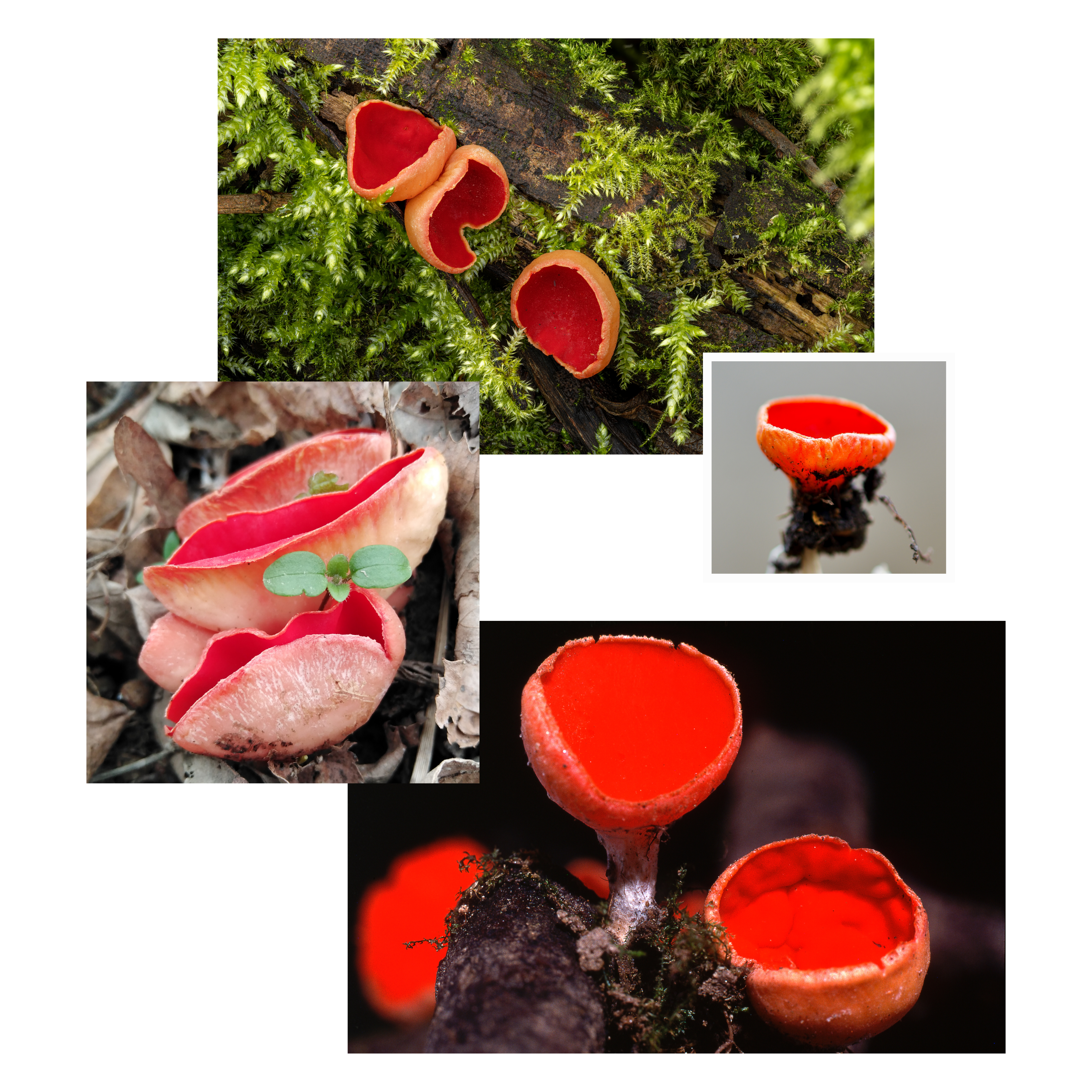 Scarlet Elf Cup Pin
