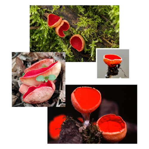 Scarlet Elf Cup Pin